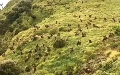 Bale Mountains & Sof Omar Cave Tours – 4 Days