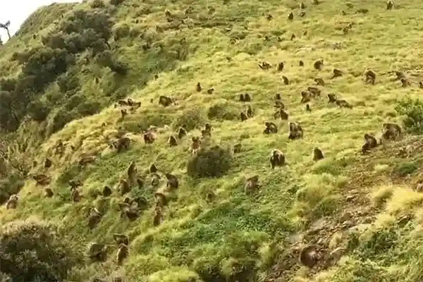 Bale Mountains & Sof Omar Cave Tours – 4 Days